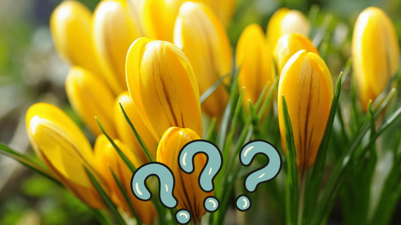 Why yellow flowers on march 21